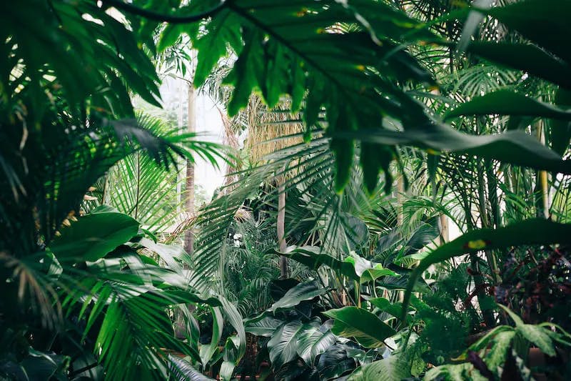 Jungle-looking plants