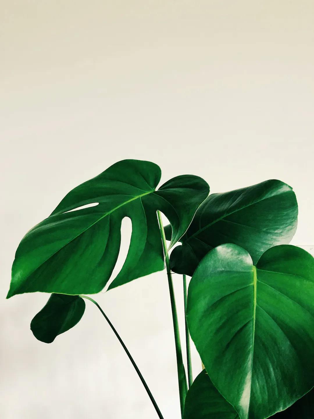 Philodendron photo