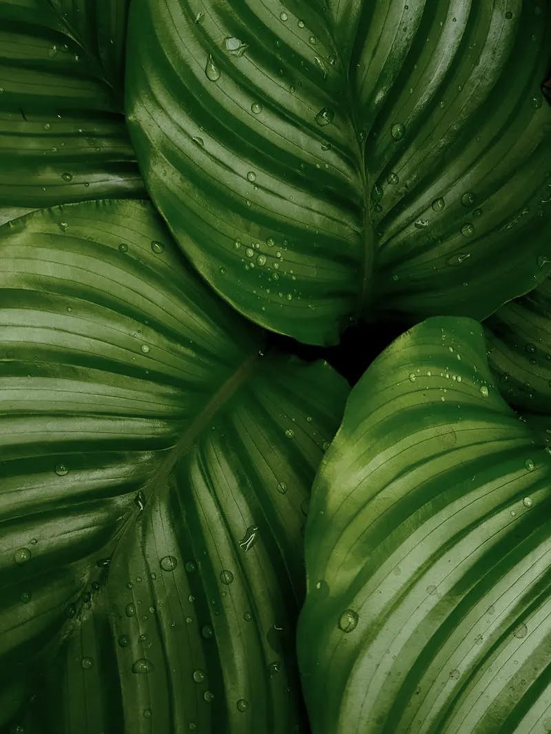 Big green tropical leaves