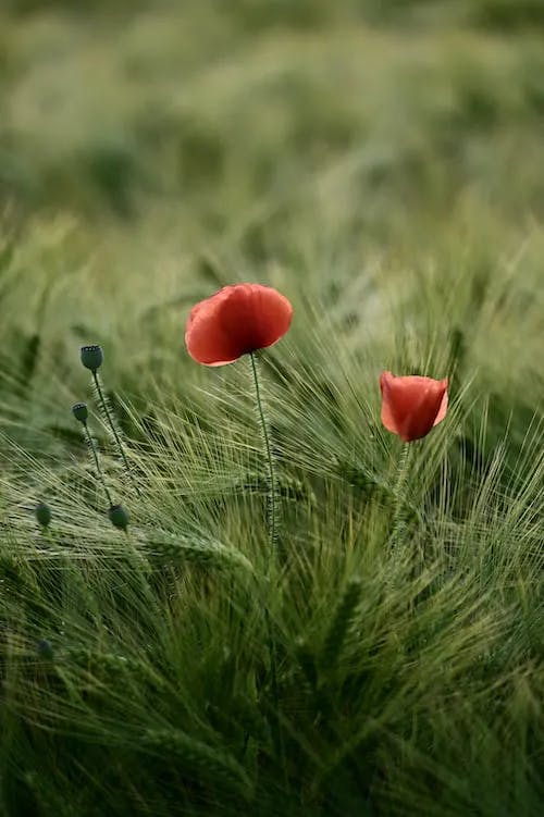 Red poppies in a field