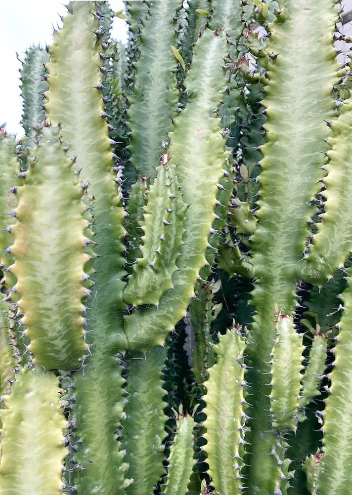 Euphorbias in a photo
