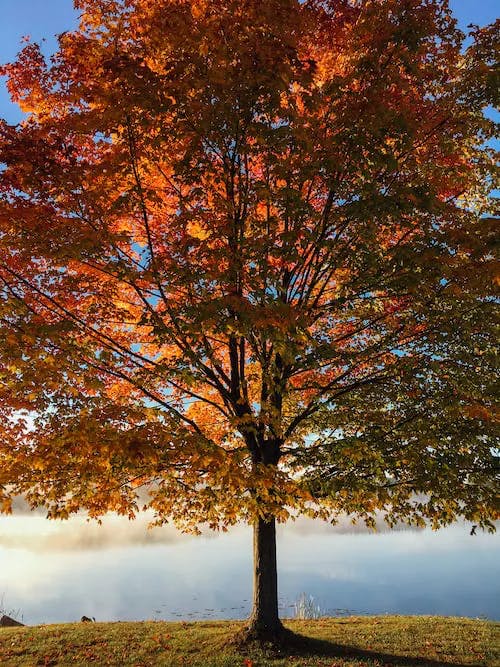 Red oak or maple tree in fall
